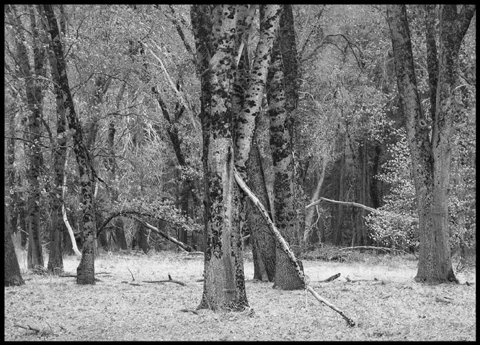 2020-OAK-TREES-yosemite-cr