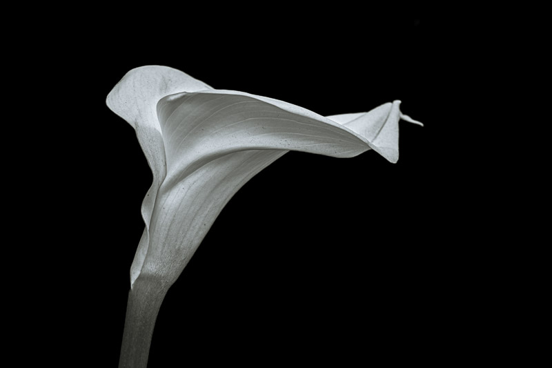 ARUM-00370