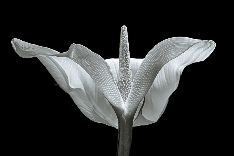 ARUM-04498