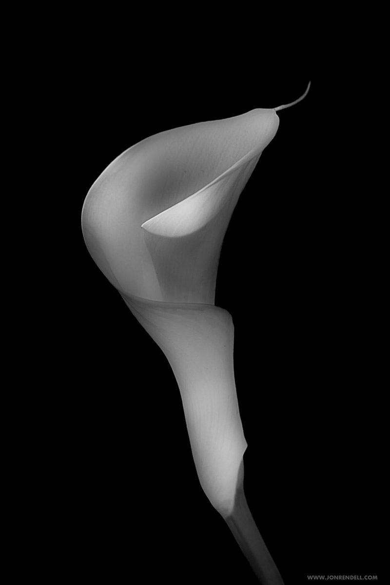 ARUM-39