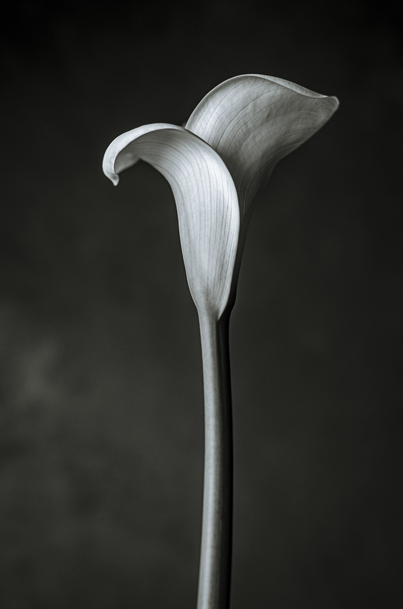 ARUM-4819