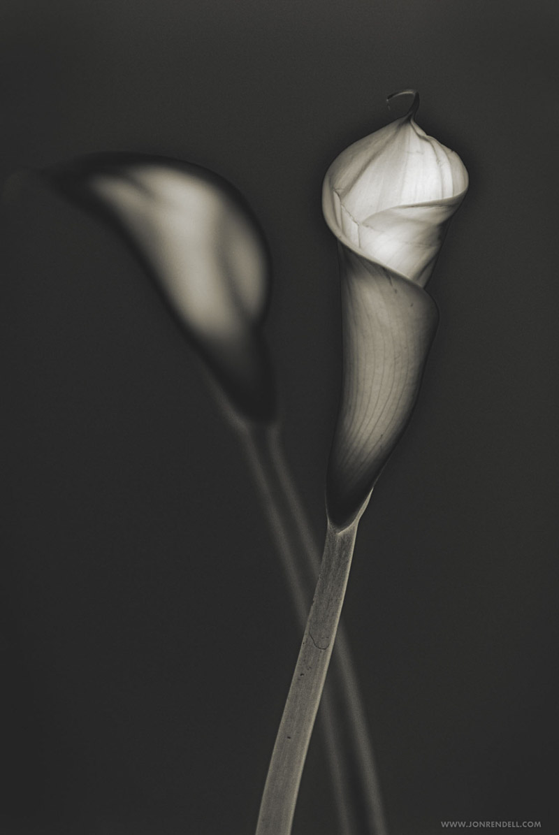 ARUM-53