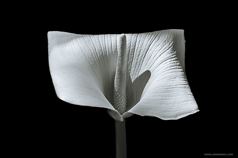 ARUM-69
