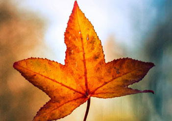 A close up of a leaf  Description automatically generated