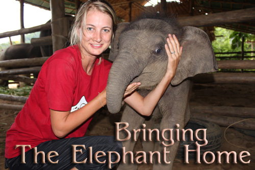 Scene4 Magazine: "Bringing Home the Elephant" | Janine Yasovant | April 2011 www.scene4.com
