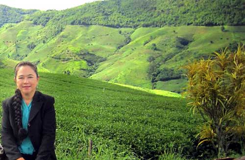Oulong-Tea-Plant-cr