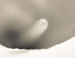 Scene4 Magazine: Perspectives-Images | A few Drops of Mapplethorpe and a Tincture of O'Keefe - The Photography of Jon Rendell | February 2013 | www.scene4.com