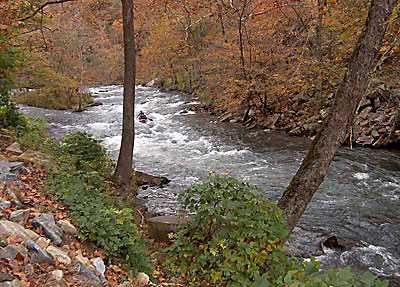 kilmerforest2