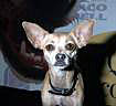 Scene4 Taco-Bell
