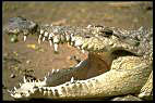 Scene4 Crocodile