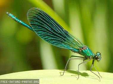 8_dragonfly_summer