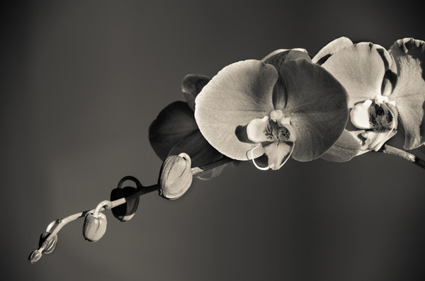 Scene4 Magazine: Perspectives-Images | Flowers with Drama - The Photography of Jon Rendell | May 2012 | www.scene4.com