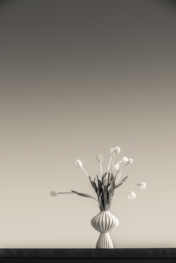 Scene4 Magazine: Perspectives-Images | Flowers with Drama - The Photography of Jon Rendell | May 2012 | www.scene4.com