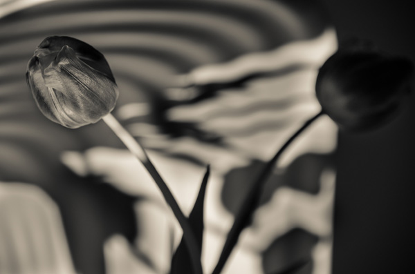 Scene4 Magazine: Perspectives-Images | Flowers with Drama - The Photography of Jon Rendell | May 2012 | www.scene4.com