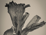 Scene4 Magazine: Perspectives-Images | Dead Daffodils - The Photography of Jon Rendell | May 2013 | www.scene4.com