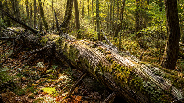 2.-Fallen-Tree
