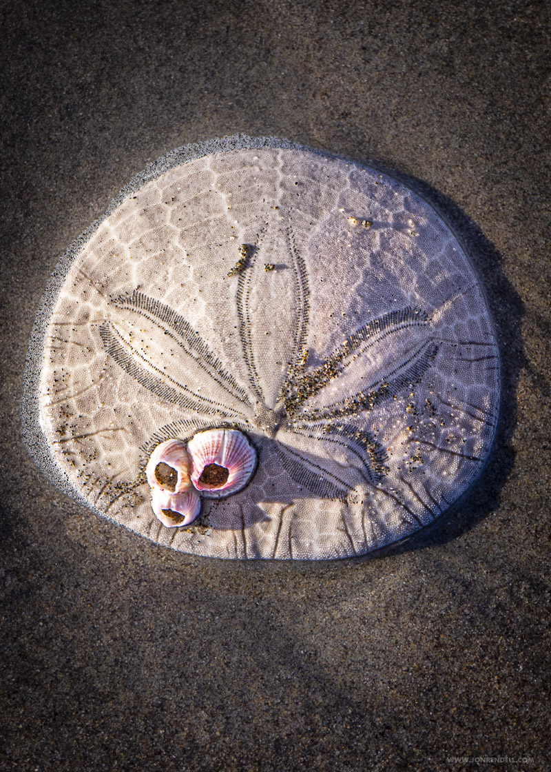 Urchin-02468