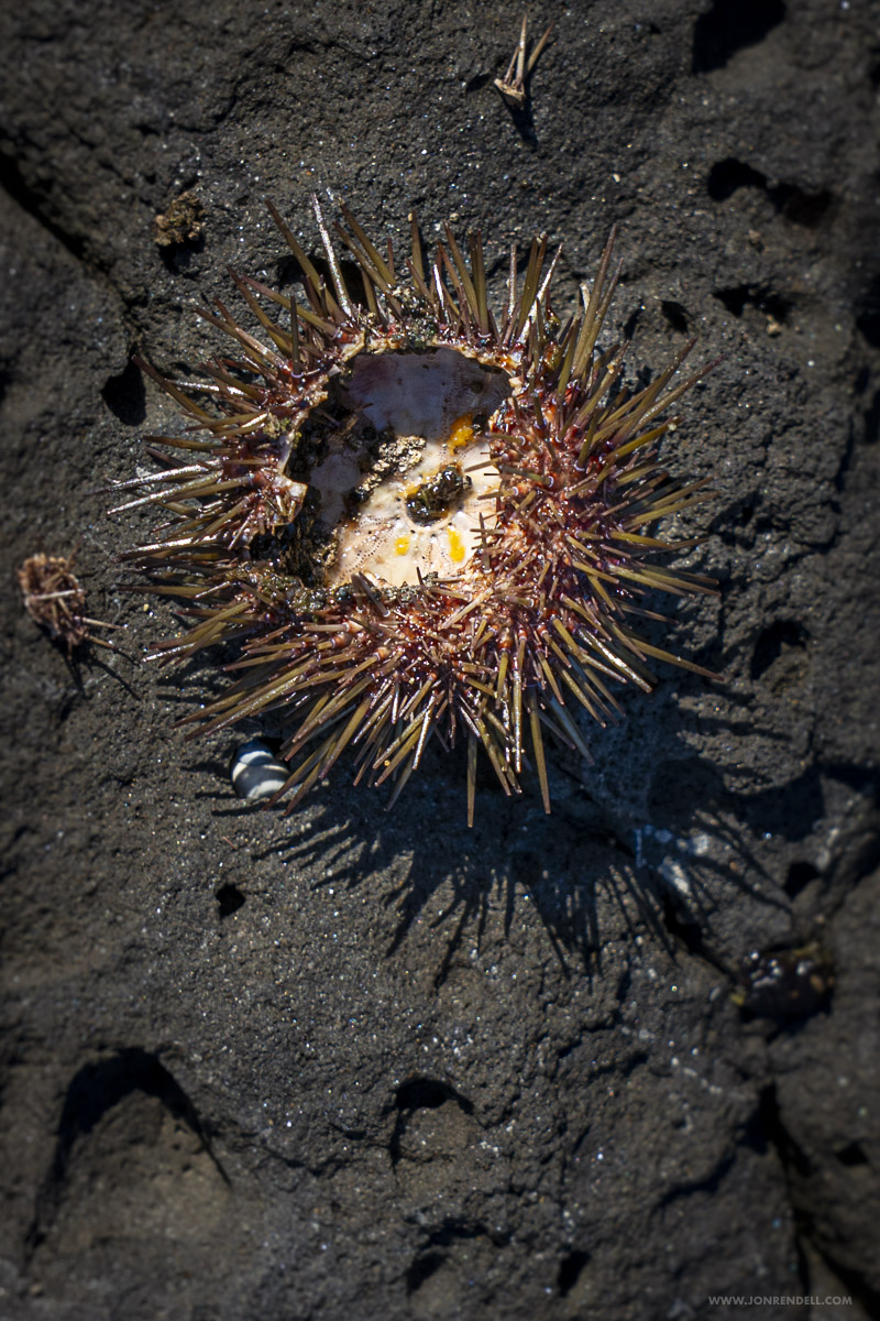 Urchin-03479