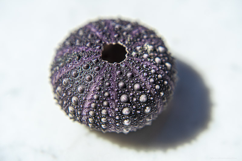 Urchin-03733